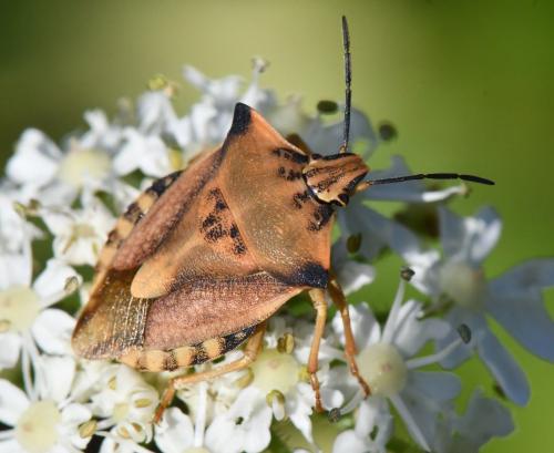 Réf. 328 061 : Carpocoris fuscispinus